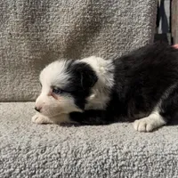 Stella, a female Border Collie for sale in Litchfield, IL – Photo 3 of 4