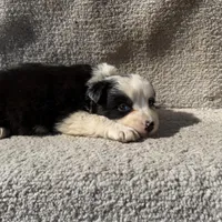 Stella, a female Border Collie for sale in Litchfield, IL – Photo 2 of 4