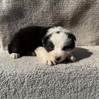 Stella, a female Border Collie for sale in Litchfield, IL – Photo 4 of 4