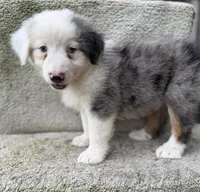 Scout, a male Australian Shepherd for sale in Litchfield, IL – 4 of 5