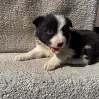 Ziggy, a female Border Collie for sale in Litchfield, IL – Photo 1 of 4