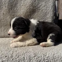 Ziggy, a female Border Collie for sale in Litchfield, IL – Photo 3 of 4