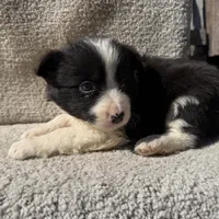 Ziggy, a female Border Collie for sale in Litchfield, IL – Photo 2 of 4