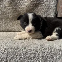 Ziggy, a female Border Collie for sale in Litchfield, IL – Photo 4 of 4