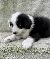Stormy, a female Australian Shepherd for sale in Litchfield, IL – 4 of 4