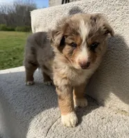Roper, a male Australian Shepherd for sale in Litchfield, IL – Photo 4 of 5