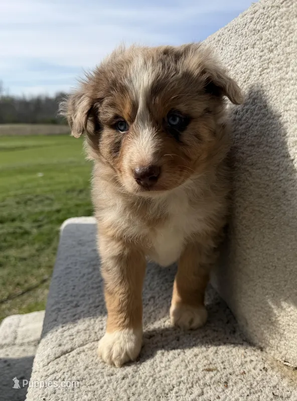 Roper – Australian Shepherd puppy for sale in Litchfield, IL