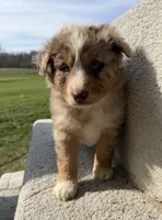 Roper, a male Australian Shepherd for sale in Litchfield, IL – Photo 1 of 5