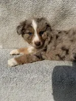 Roper, a male Australian Shepherd for sale in Litchfield, IL – Photo 5 of 5