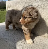 Roper, a male Australian Shepherd for sale in Litchfield, IL – Photo 3 of 5
