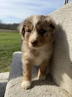 Roper, a male Australian Shepherd for sale in Litchfield, IL – Photo 2 of 5