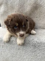 Rusty, a male Australian Shepherd for sale in Litchfield, IL – Photo 3 of 4