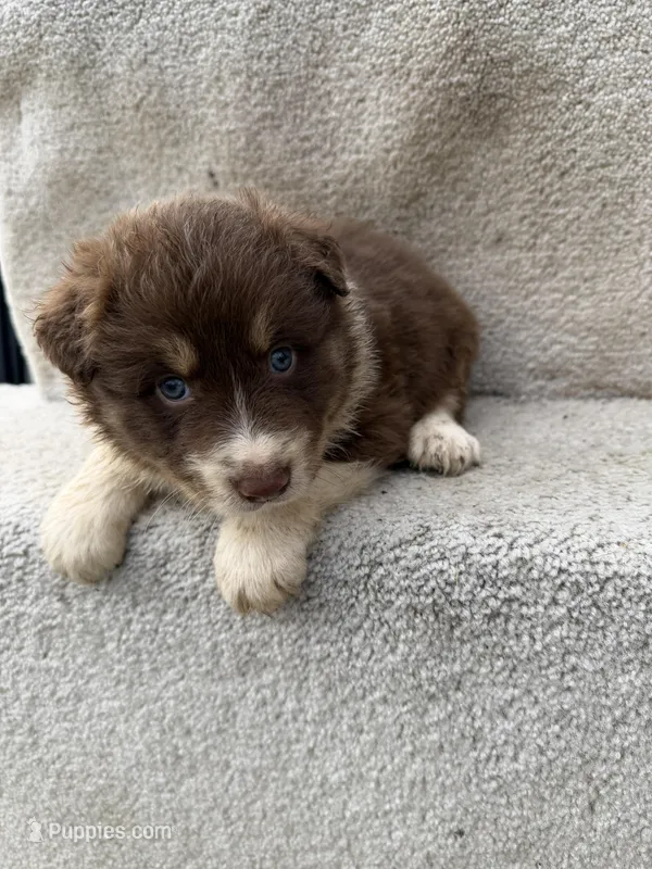 Rusty, a male Australian Shepherd for sale in Litchfield, IL – Photo 1 of 4