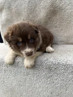 Rusty, a male Australian Shepherd for sale in Litchfield, IL – Photo 1 of 4