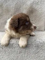 Rusty, a male Australian Shepherd for sale in Litchfield, IL – Photo 2 of 4