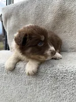 Rusty, a male Australian Shepherd for sale in Litchfield, IL – Photo 4 of 4
