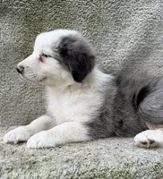 Scout, a male Australian Shepherd for sale in Litchfield, IL – 5 of 5