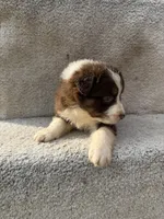 Maple, a female Australian Shepherd for sale in Litchfield, IL – Photo 2 of 4