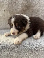 Maple, a female Australian Shepherd for sale in Litchfield, IL – Photo 1 of 4