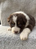 Maple, a female Australian Shepherd for sale in Litchfield, IL – Photo 3 of 4