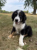 Zoe, a female Australian Shepherd for sale in Litchfield, IL – 1 of 5