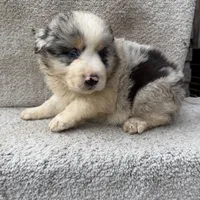 Skye, a female Australian Shepherd for sale in Litchfield, IL – Photo 4 of 4