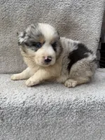 Skye, a female Australian Shepherd for sale in Litchfield, IL – Photo 4 of 4