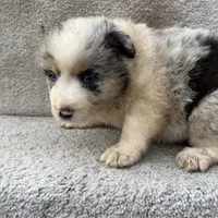 Skye, a female Australian Shepherd for sale in Litchfield, IL – Photo 2 of 4