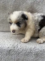 Skye, a female Australian Shepherd for sale in Litchfield, IL – Photo 2 of 4