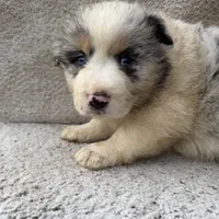 Skye, a female Australian Shepherd for sale in Litchfield, IL – Photo 1 of 4