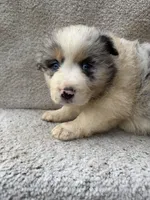 Skye, a female Australian Shepherd for sale in Litchfield, IL – Photo 1 of 4