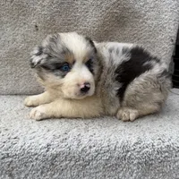 Skye, a female Australian Shepherd for sale in Litchfield, IL – Photo 3 of 4