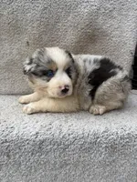 Skye, a female Australian Shepherd for sale in Litchfield, IL – Photo 3 of 4