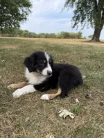 Zoe, a female Australian Shepherd for sale in Litchfield, IL – 4 of 5
