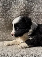 Taz, a male Border Collie for sale in Litchfield, IL – Photo 3 of 4