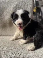 Taz, a male Border Collie for sale in Litchfield, IL – Photo 1 of 4