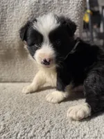 Taz, a male Border Collie for sale in Litchfield, IL – Photo 2 of 4