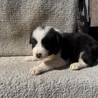 Dottie, a female Border Collie for sale in Litchfield, IL – Photo 4 of 4