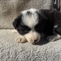 Dottie, a female Border Collie for sale in Litchfield, IL – Photo 3 of 4