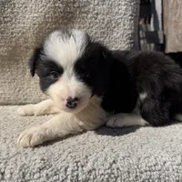 Dottie, a female Border Collie for sale in Litchfield, IL – Photo 1 of 4