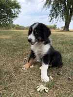 Zoe, a female Australian Shepherd for sale in Litchfield, IL – 3 of 5