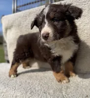 Annie, a female Australian Shepherd for sale in Litchfield, IL – Photo 2 of 5
