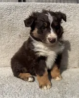 Annie, a female Australian Shepherd for sale in Litchfield, IL – Photo 1 of 5
