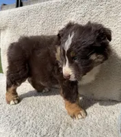 Annie, a female Australian Shepherd for sale in Litchfield, IL – Photo 5 of 5