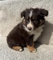 Annie, a female Australian Shepherd for sale in Litchfield, IL – Photo 4 of 5