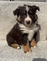 Annie, a female Australian Shepherd for sale in Litchfield, IL – Photo 3 of 5