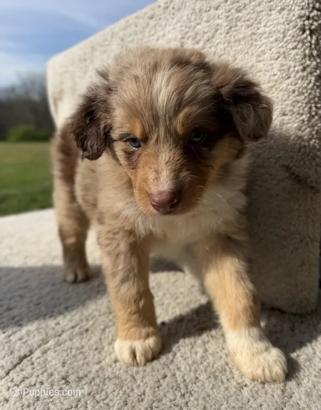 Trigger – Australian Shepherd puppy for sale in Litchfield, IL