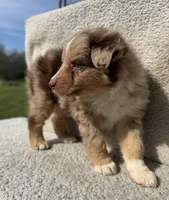 Trigger, a male Australian Shepherd for sale in Litchfield, IL – Photo 3 of 3
