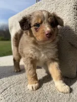 Trigger, a male Australian Shepherd for sale in Litchfield, IL – Photo 2 of 3