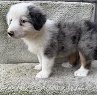 Scout, a male Australian Shepherd for sale in Litchfield, IL – 2 of 5